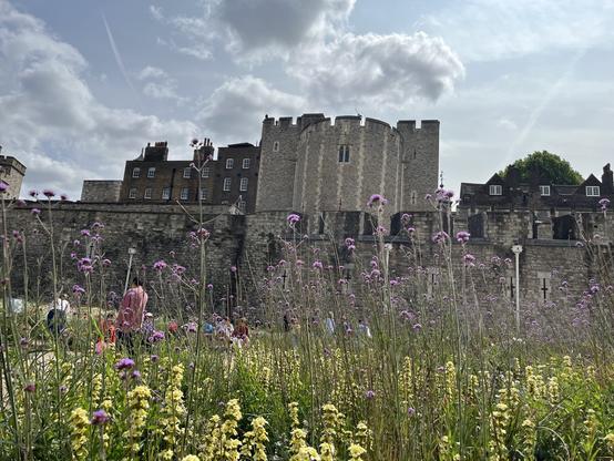 A field of yellow and purple flowers in front of a fortified castle wall.
