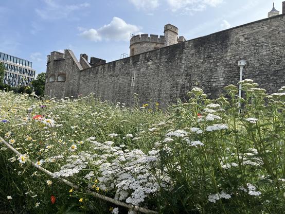 A field of white and red flowers in front of a fortified castle wall.