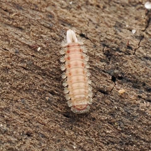 A close-up photo of a very small millipede covered in tufts of bristles that look like curled hairs. The millipede is a pale brown colour, and is short and stubby.