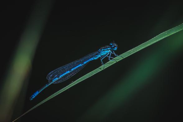 A vibrant blue damselfly clings delicately to a blade of grass, its wings folded along its slender body. The dark, softly blurred background draws focus to the insect's shimmering, intricate details and electric color.