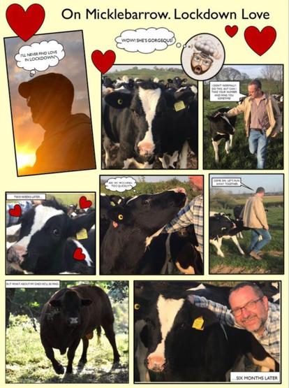 A photo story in nine panels featuring a slightly greying bespectacled man and black and white Holstein Friesian cows. Oh and an angry bull bottom left.
