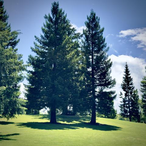 A few tall, douglas firs (or spruce trees) dot the green, hilly landscape on a bright, partly cloudy, blue-sky day.