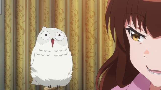 A guilty owl pretending to look innocent