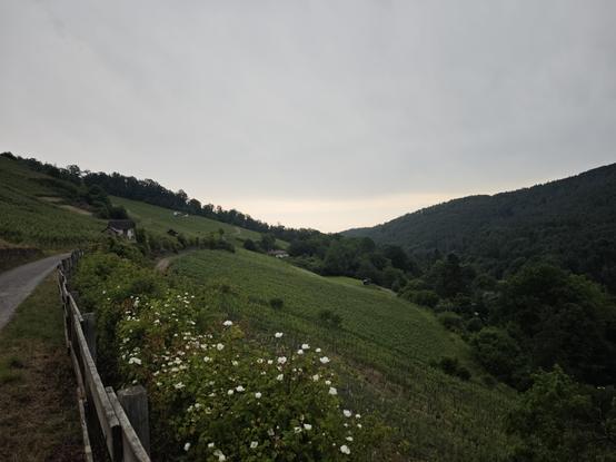 A photo with a gravel path to the far left, some vinyards in the center and rolling hills in the distance.