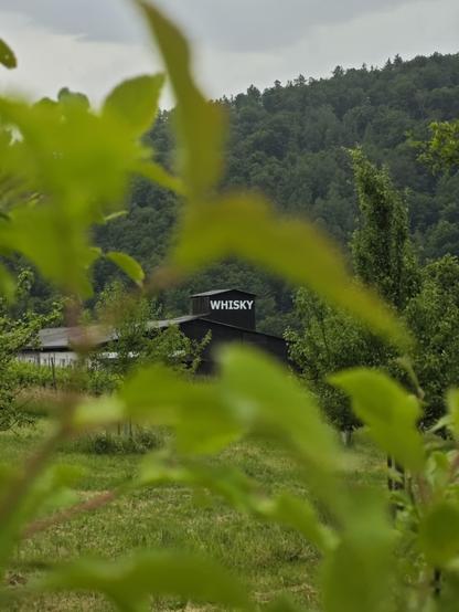 A dark wooden, tower-like structure with white letters on them, reading "WHISKY", photographed through some blurry leaves of a plant in the foreground, with a dark green forest in the background.