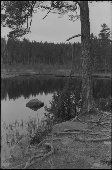 A black and white photo taken at dusk. A pine-tree can be seen standing just beside a lake. On the other side is a forest of pine and fir. The ground is littered with exposed roots. The water in the lake is still, and the reflection is close to perfect.
