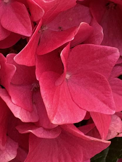 Macro photo of a pink hydrangea