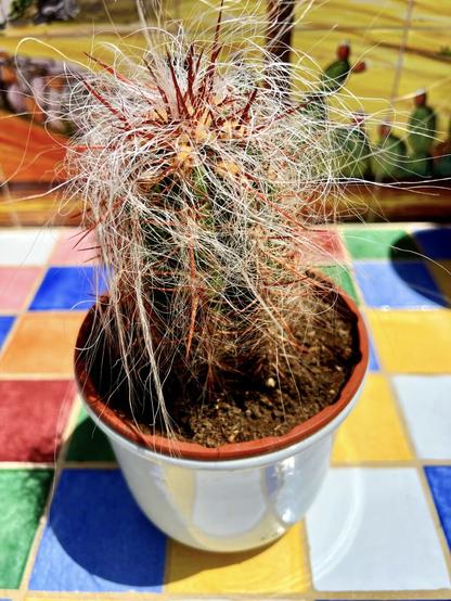 This cactus goes by many names, apparently: Oreocereus Celsianus, Young Old Man of the Andes, Old Man of the Mountain, Asiento de la Suegra (Seat of the mother-in-law) but every time I look at its messy "hair" and funny shape it reminds me of Pumuckl (Pumuki for those of us in Spain), one of my favourite cartoons on TV when I was growing up in the early 80s 😍👍🏻 

So, allow me to introduce you all to Pumuki in its fully glory! 🤘🏻😎