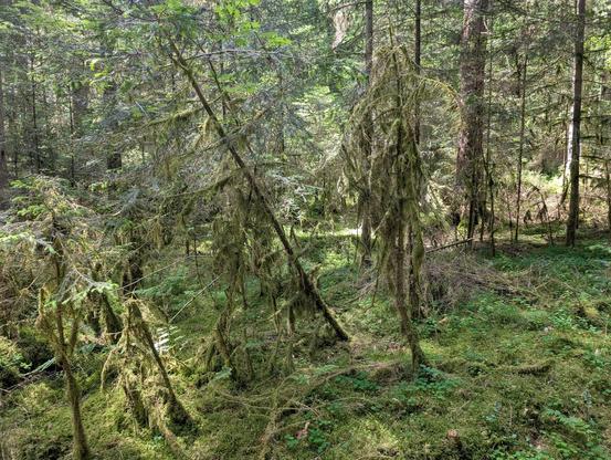Some small conifers (probably dead) completely covered in moss with moss hanging from their branches, too.
The overall picture shows a conifer forest with moss and blueberry covered ground.