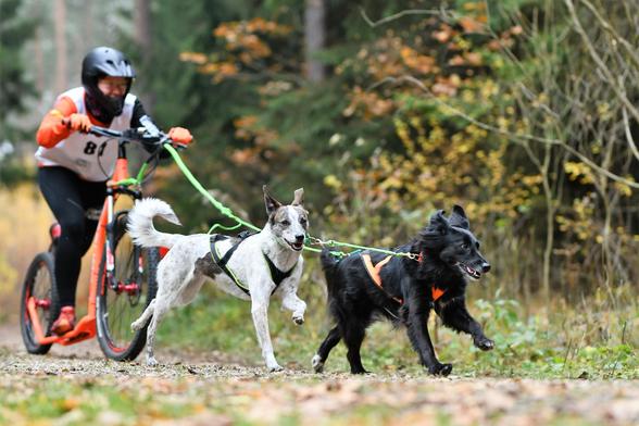Ein weißer und ein schwarzer Hund laufen vor einem Scooter. Auf dem Scooter steht eine Person, die gerade mit kickt. Die Hunde tragen ein Zuggeschirr und sind über eine Neckline miteinander verbunden. Der weiß-brauen Hund schaut in die Kamera.