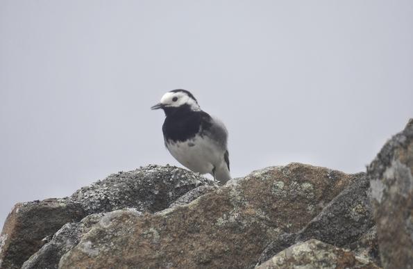 Mae pied wagtail yn eistedd ar wal.