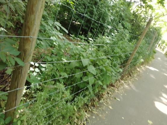 The before shot: nettle crowding out the native species hedgerow planting, due for the chip and drop treatment.