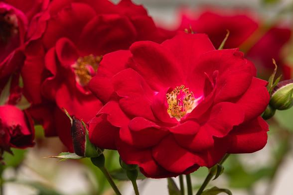 Closeup photograph of an opened rose flower with out of focus flowers and green foliage in the background. This variety has brilliant crimson petals. Roses have flowers made up of multiple layers of overlapping petals that open from the outside slowly revealing the plant's reproductive organs in its center. The flower extends from a small green stem and is supported by green sepals that enclosed the flower base.