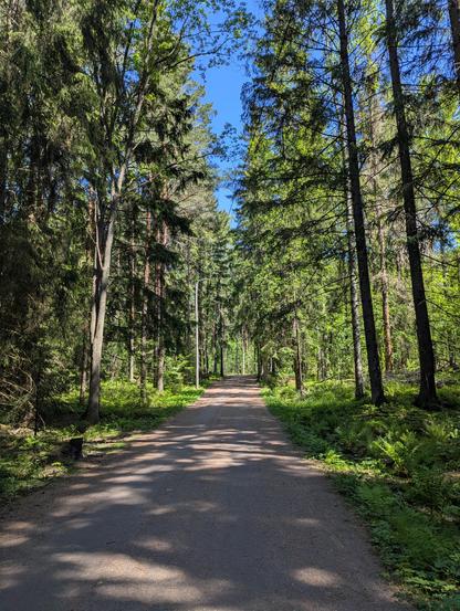 Ulkoilureitti vehressä metsässä. Sää on aurinkoinen ja taivas on kirkkaan sininen.