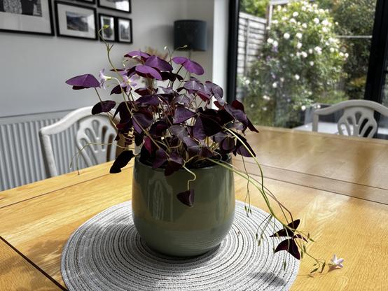 Oxalis plant in a sage green ceramic pot sat on a sunny table.