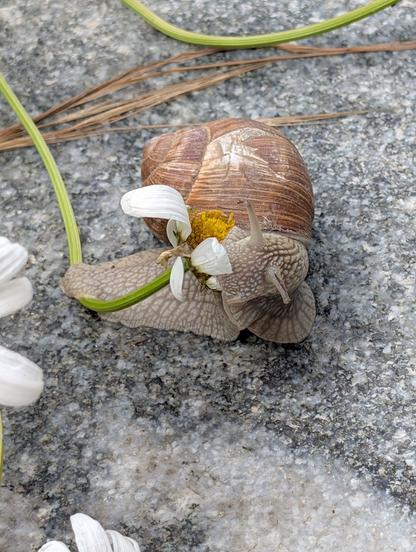 Weinbergschnecke macht sich über Margerite her. Den Stiel hält sie mit dem hinteren Teil des Flusses am Boden, und kommt so prima an die Blüten heran.

Diese Schnecke hat am Haus auch eine deutliche Reparatutstelle.