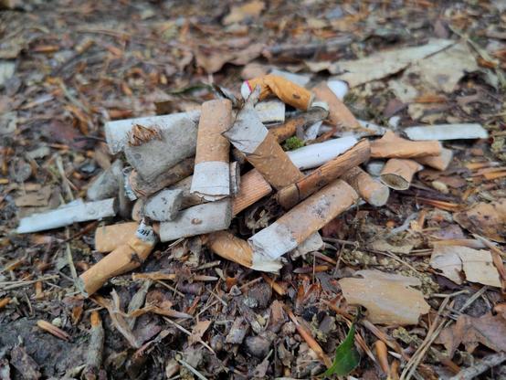 Ein Haufen gesammelter Zigarettenstummel auf Waldboden.