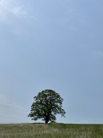A photo of a single deciduous tree with its early Spring foliage set against a cloudless sky.