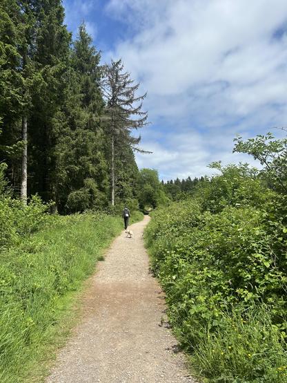 a path leading off into the distance with trees to the left and shrubs on the right with a partially cloudy sky above. there is a person walking away from us and a small white dog.