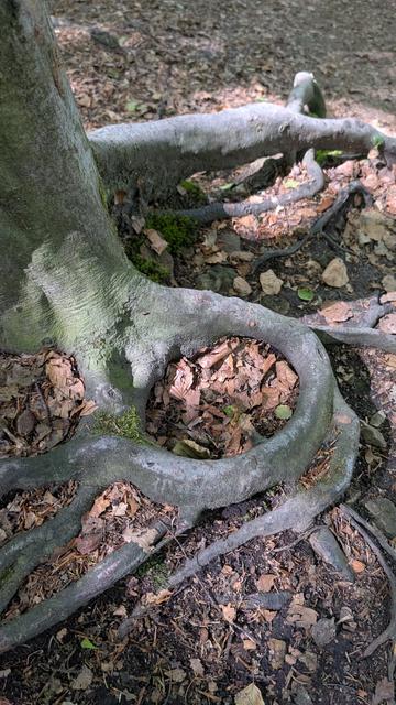 Fotografie, Baumwurzeln, die sichtbar auf dem Boden liegen. Ein Teil ist kreisrund gewachsen und gibt den Eindruck eines Gefäßes. Braune Blätter bedecken den Boden