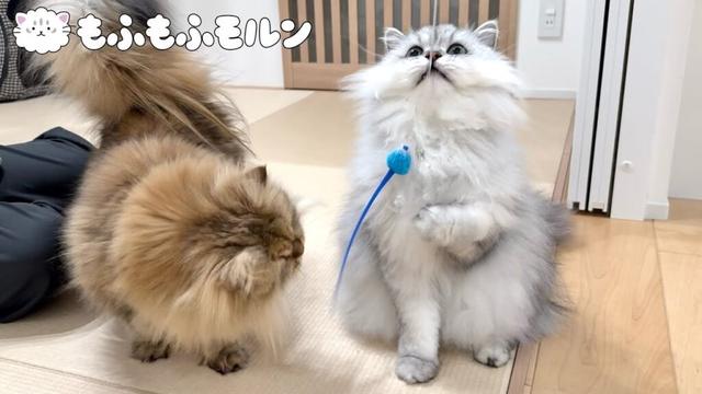猫の可愛い仕草を追い求めてみると… 【サイベリアン】