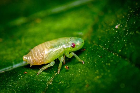 Close up shot of a leafhopper larva, mostly green, the abdomen is orange-ish, and the eyes are dark red.