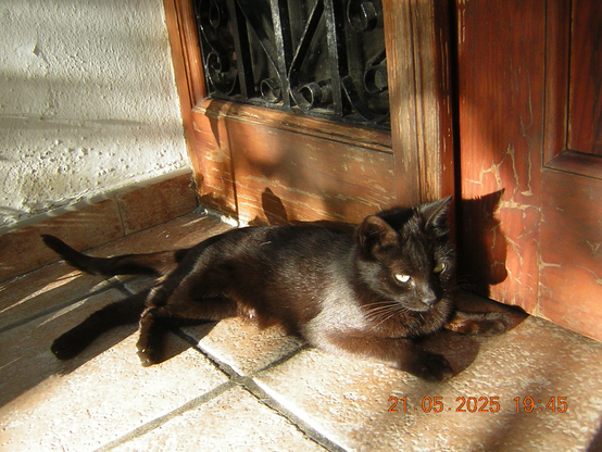 La meua gata - pla mitjà
CC-BY-SA