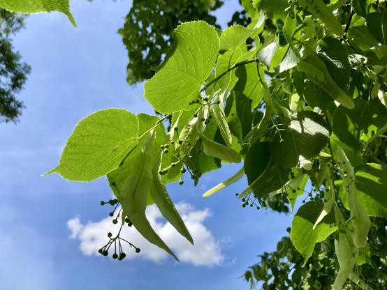 Linde, kurz vor der Blüte.
