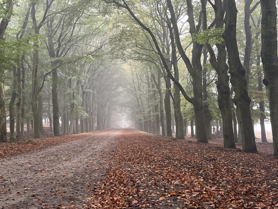 a wide path in the forest next to the heath, on a somewhat misty day