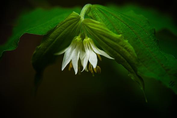 Prosartes hookeri, fairybells. Same cluster, viewed from "in front", that is, the stem is receding away from us.