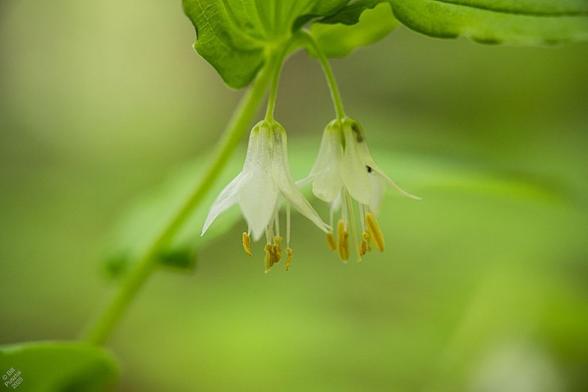 Prosartes hookeri, fairybells. A different cluster, wet from rain. The petals become more and more transparent as they get soaked. Here we can see an ant up inside the bell of one of the flowers, presumably after nectar.