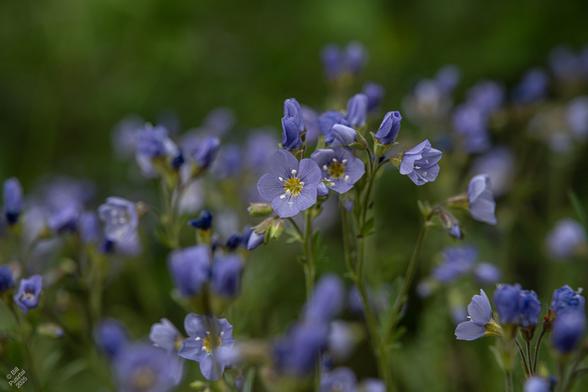 Polemonium pulcherrimum, jacob's ladder. Rather surprisingly these were growing by the side of the road with no apparent reason to have been planted there, an anomalous patch of blue. We're near ground level, looking straight on into a periwinkle blue flower with purple rays coming form the yellow "eye" in the center. There are many more flowers in all states of development all around it.