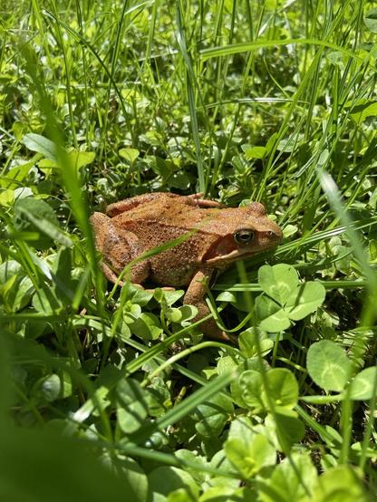 Eine hellbraune Erdkröte in grünem Gras und Klee bei sonnigem Licht, gezeigt von der Seite.