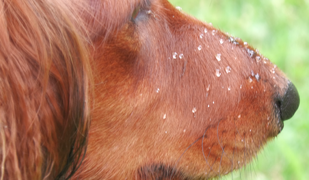 close up on muzzle 
several water drops are visible
