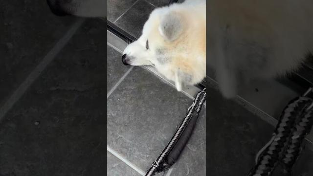 #akitainu お散歩に行きたくない秋田犬