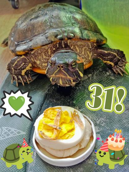 tortuga con cara de mala leche frente a una "tarta" adecuada a su dieta