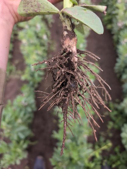 Root with many rhizobial knots.