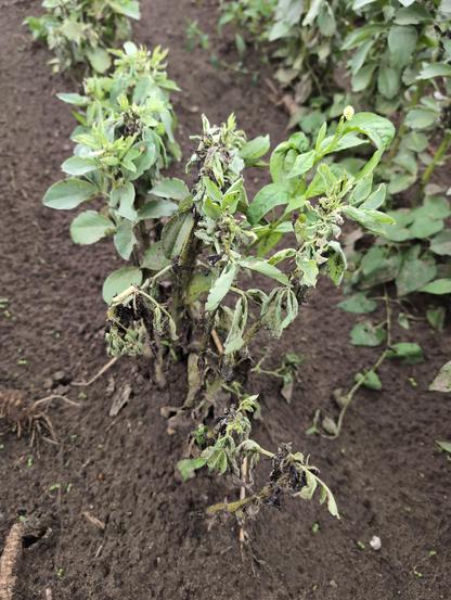 Plant that is about to die because the aphid infestation is so severe.