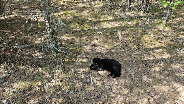 Alea the Black Cat laying in the shade of many pine trees looking disgruntled.