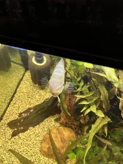 A view looking down into my aquarium, where Keene my flag cichlid is waiting for me to give him his Bug Bites. His coloration is light, which is common in the morning. I’m awful at estimating sizes but he is quite large by now, maybe 3 or 4 inches (8 to 10 cm) in length, dwarfing any other fish in the tank.