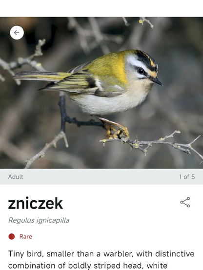 Zniczek