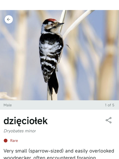 Dzięciołek