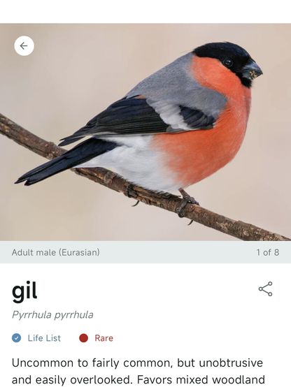 Gil