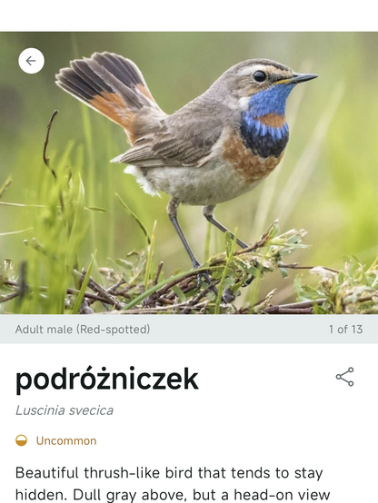Podróżniczek