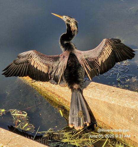 Unusual water bird, perched on a concrete drainage fixture next to a pond.  Dark, shiny black feathers and body. Wings are spread open,  drying in the morning sunlight.  Normally showing silver highlights on the wings, today have a distinct reddish brown color.