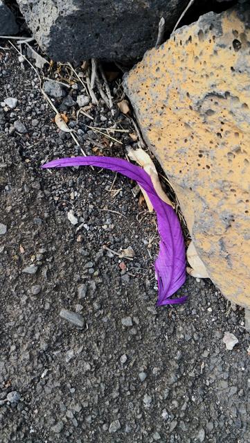En el suelo d la calle, una pluma morada.