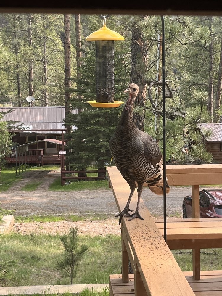 A thistle feeder hangs from a hook near a deck surrounded by pine trees.   Thistle feeders are usually intended for fiches and other small birds, but in this photo, a wild turkey is perched on the deck rail, its head just high enough to eat out of the feeder.