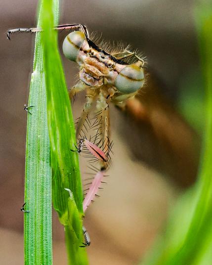 Das Bild zeigt eine sehr Nahaufnahme einer Kleinlibellen (Zygoptera), die an einem grünen Grashalm sitzt. Der Fokus liegt auf dem Kopf und dem Vorderkörper des Insekts, wobei die großen Facettenaugen und die zarten Beinstrukturen detailliert zu sehen sind. Der Hintergrund ist unscharf und dezent, um die Libelle hervorzuheben.