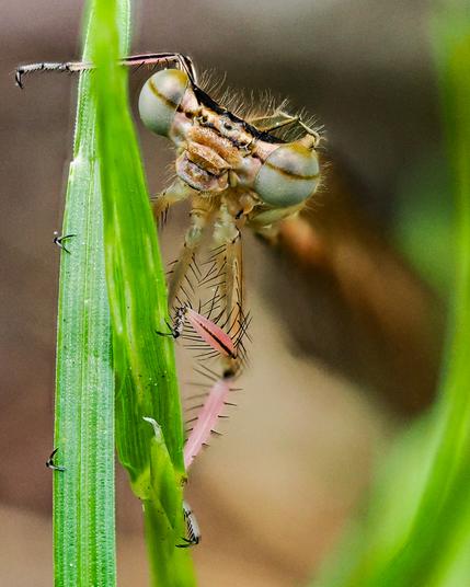 Das Bild zeigt eine sehr Nahaufnahme einer Kleinlibellen (Zygoptera), die an einem grünen Grashalm sitzt. Der Fokus liegt auf dem Kopf und dem Vorderkörper des Insekts, wobei die großen Facettenaugen und die zarten Beinstrukturen detailliert zu sehen sind. Der Hintergrund ist unscharf und dezent, um die Libelle hervorzuheben.