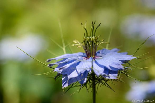Blaue Blüte der Jungfer im Grünen
